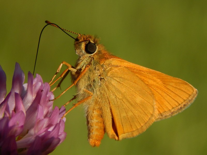 Thymelicus sylvestris?
